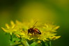 麒麟草とミツバチ