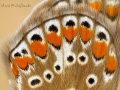 El "Efecto Mariposa" - The butterfly effect - Alas de alta tecnología - High-tech wings