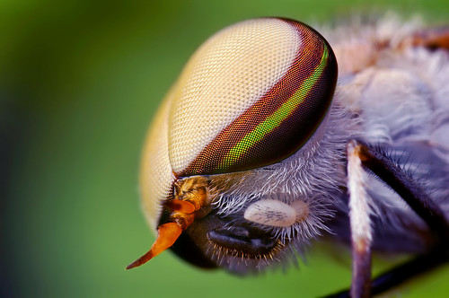 Head of a Male Striped Horse Fly (Tabanus lineola) by Thomas <br />Shahan.