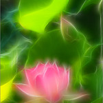Lotus Flower - IMG_4047 - Fractalius