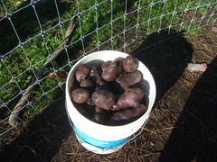 Still digging potatoes