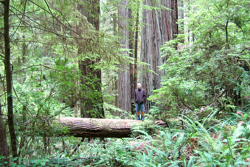Redwoods_BN