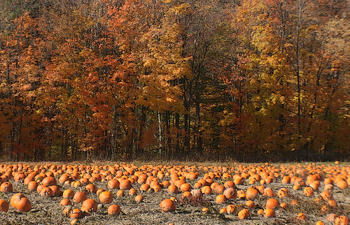 Pumpkin Field / Niagara Escarpment / Guelph Line Near Britannia Road / Halton Hills / Ontario