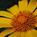 sunflower by dengski