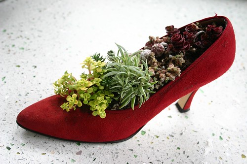 Um, there are succulents in my shoe