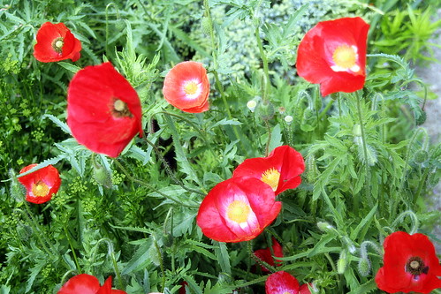 Poppies Are Back
