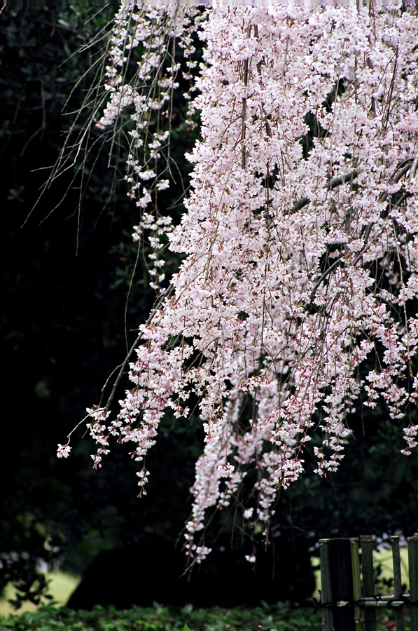 Sakura time (большие фото!)