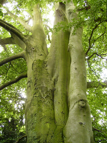 The biggest Beech tree I have ever seen