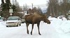 moose on Alaska street