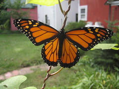 Monarch, wings open