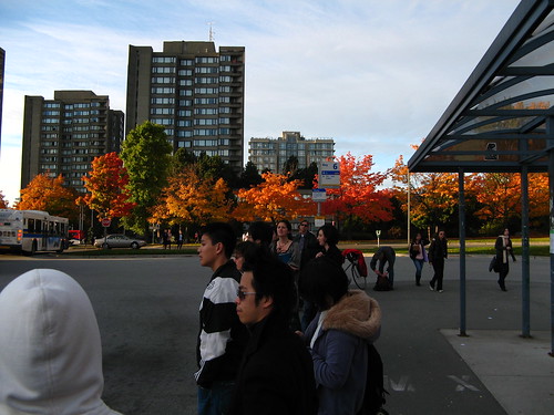 UBC Fall colours, Bus loop
