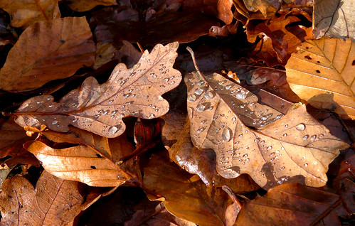 Droplets on oak leaves 15Nov08
