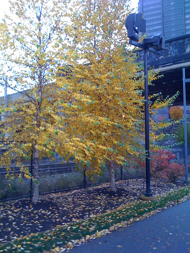 yellow tree, with iPhone