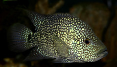 Texas Cichlid - Herichthys cyanoguttatus