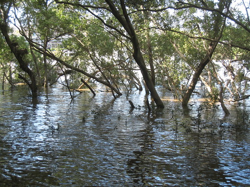 Mangroves at QUT IMG_3743
