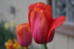 Tulip 316/365