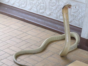 Snake Show Bangkok