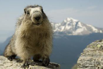 Marmot and Haven's Peak