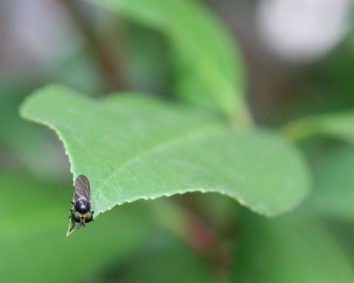 Fly on Leaf