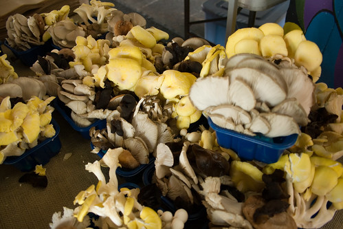 All kinds of Mushrooms!