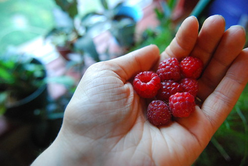Raspberries from the yard