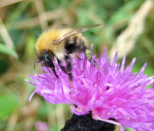 Bee on knapweed in Kelburn