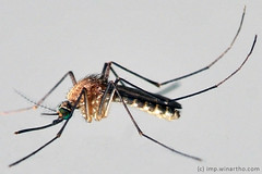 mosquito by 21win @};-