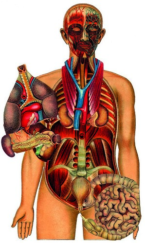 human body anatomy. Human Body,quot; Pepin Press