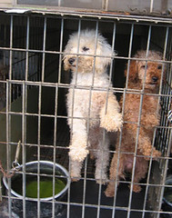 Indiana puppy mill dogs