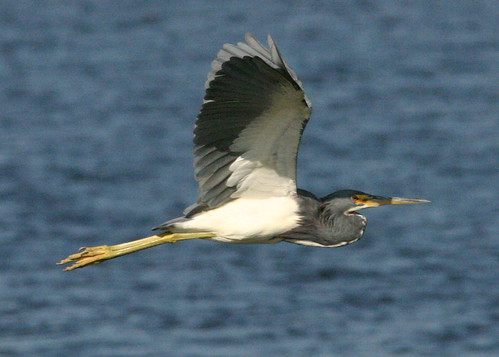 Tricolored Heron Flying 20081019