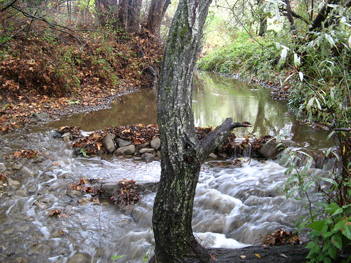 Dry Creek is wet because it rained all day yesterday