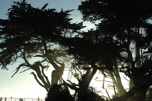 Trees Grove Figures in Ocean Mist, Santa Cruz, California, USA by Wonderlane