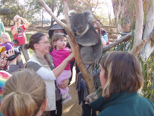 Banjo the Koala
