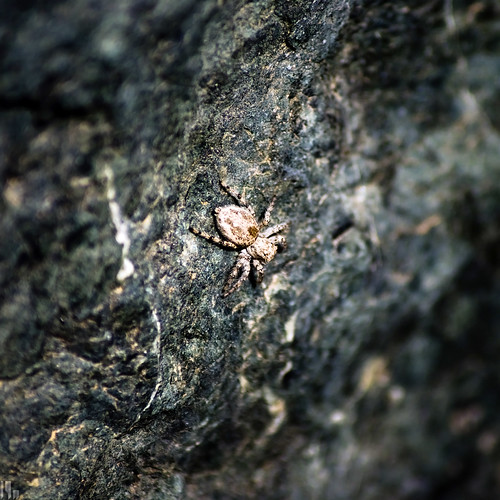 Spider on rock