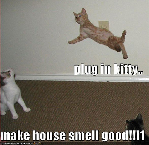 funny cat pictures with captions. Funny Cat Pictures With