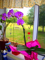 My new orchid