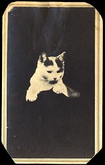 Cat / opaque background
