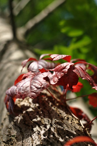 NiftyFifty: Red Leaves (by john_brainard)