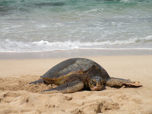 dating hawaii online. Hawaii Facts Image by reiner.kraft. Modern science shows that sea turtles 