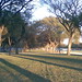 National Mall Trees