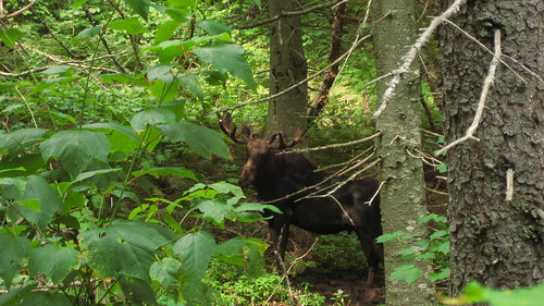 Our Best Moose Sighting