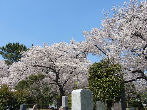 お墓と桜