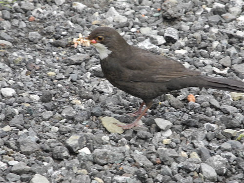 Female Blackbird by Petesburg