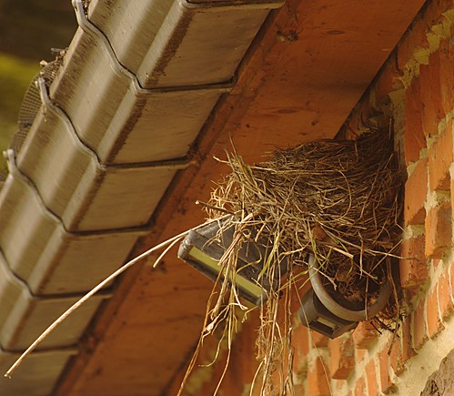 Vogelnest - Bird's nest
