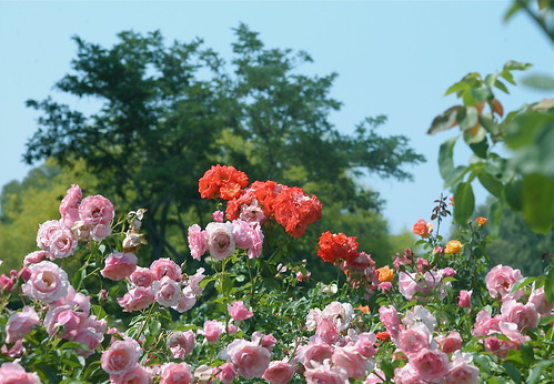 In the Rose Garden