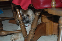 Bailey under table