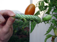 tomato hornworm