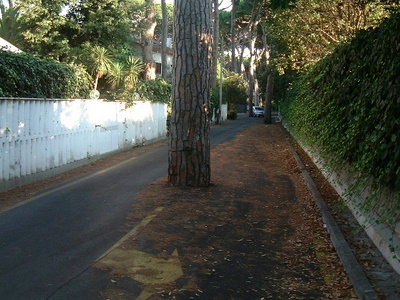 Trees in the middle of the street in Fregene