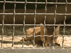 Kyiv zoo. Fox-cub