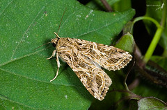 061111 台北 景美 仙跡岩 斜紋夜蛾 Spodoptera litura (Fabricius, 1775) Female